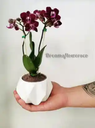 Orquidea Mini