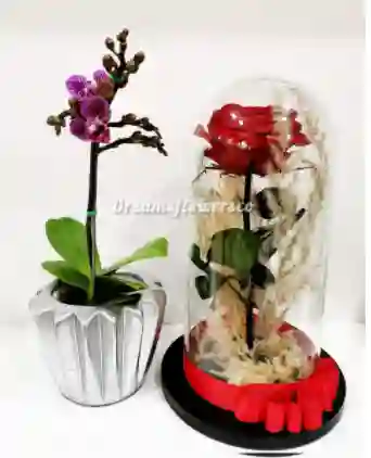Orquidea Mini Mas Rosa Preservada