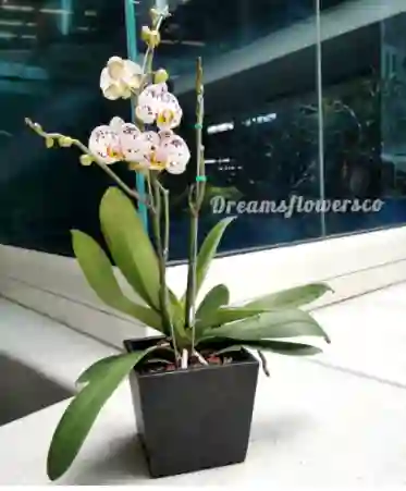 Orquidea Base Oficina