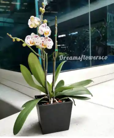 Orquidea Base Oficina