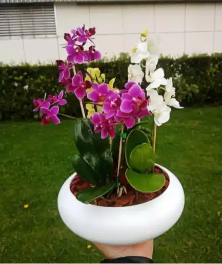 Jardín Maravilla