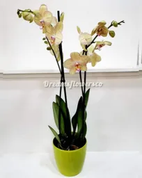 Orquidea Detalle