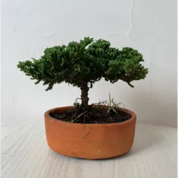 Bonsai Pino