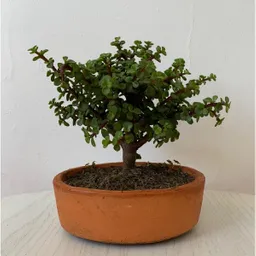 Bonsai Jade