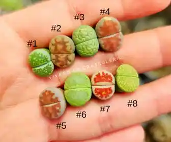 Lithops