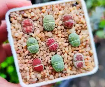 Matera con 9 lithops surtidos 