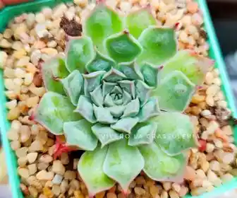 Echeveria gilo x raindrops 