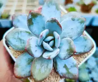 Echeveria laui