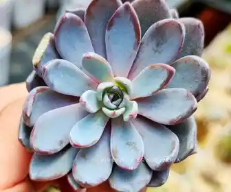 Graptoveria Lulu