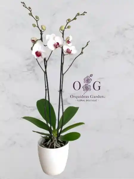 Orquideas Dos Varas Con Base Plastica