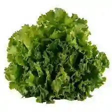 Lechuga Crespa 