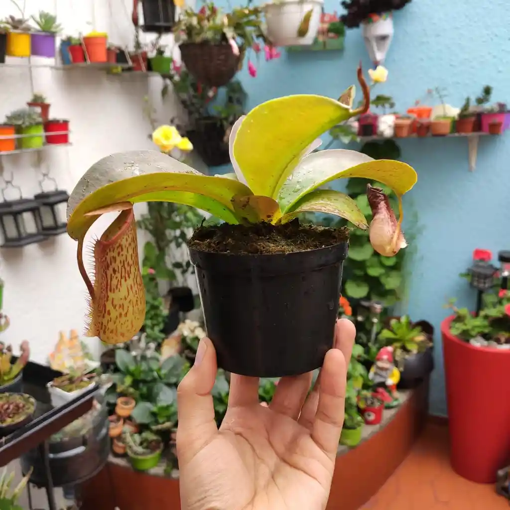 Nepenthes Miranda