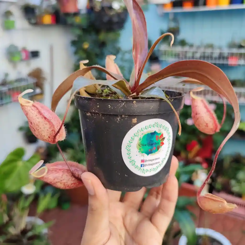 Nepenthes Suki 