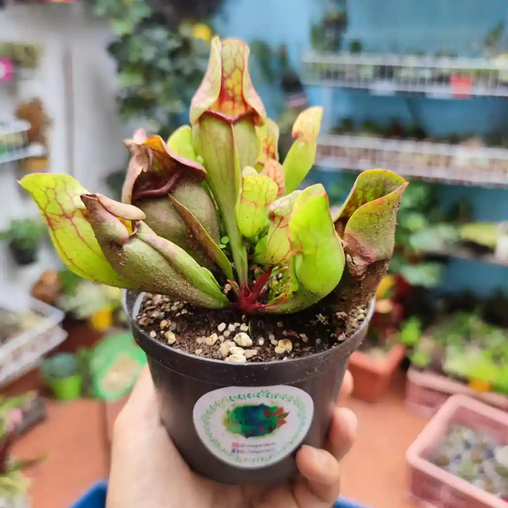 Sarracenia Purpurea