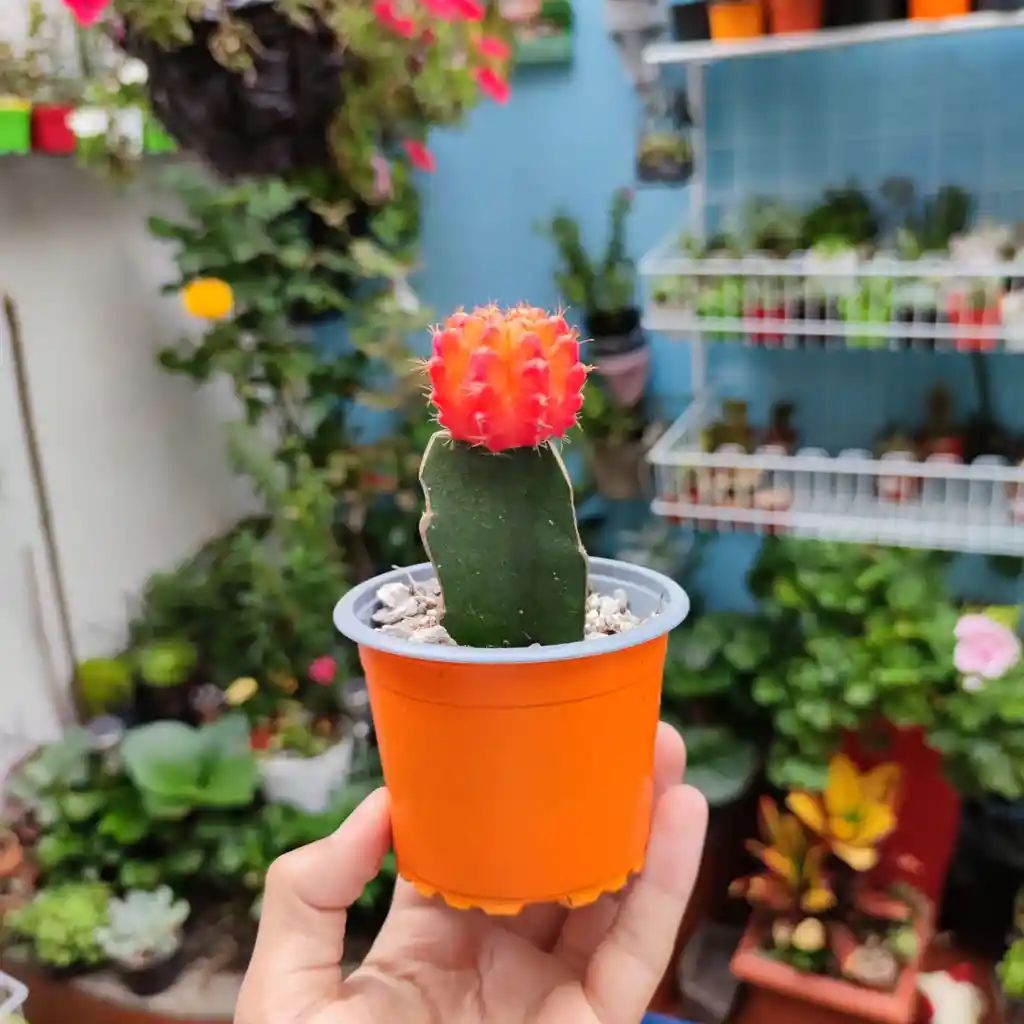 Cactus Coreano Anaranjado