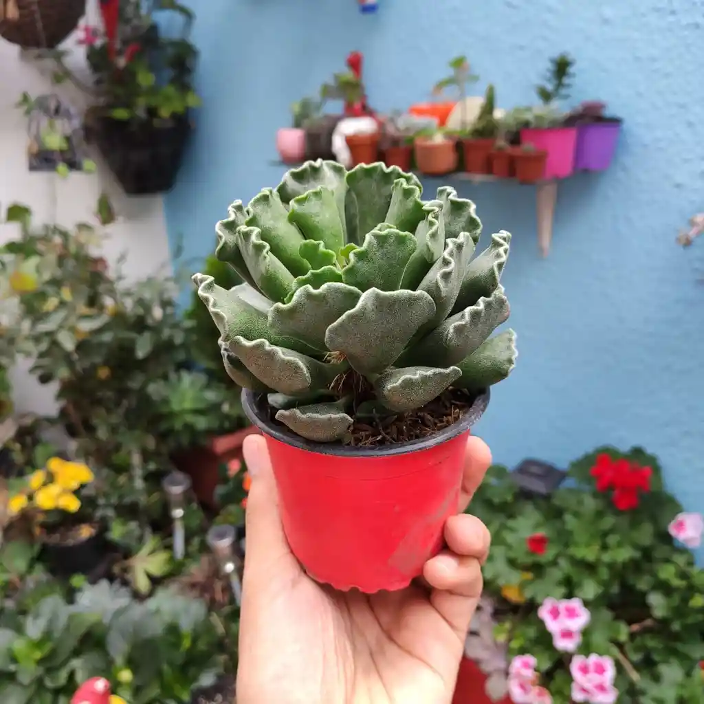 Adromischus cristatus