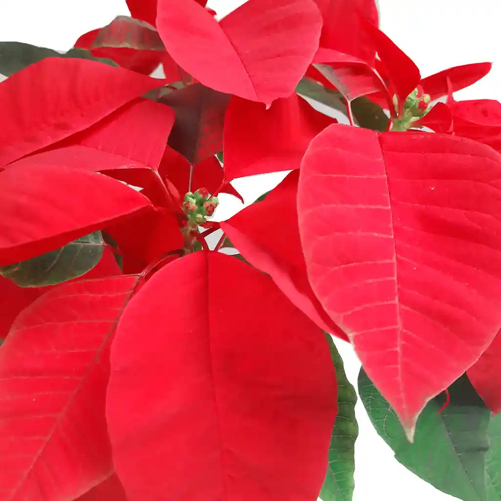 Poinsettia + Matero de Bambú