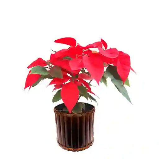 Poinsettia + Matero de Bambú