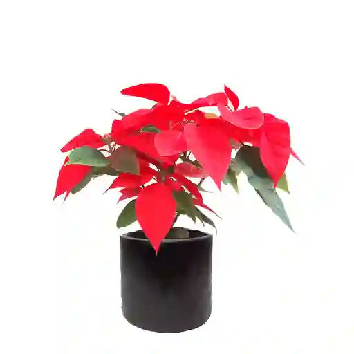 Poinsettia + Matera de Madera