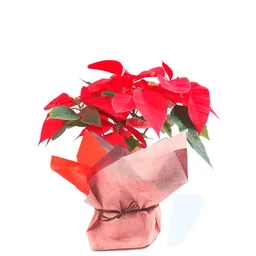 Poinsettia de Regalo