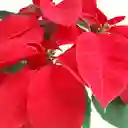 Poinsettia + Matera Blanca de Cerámica