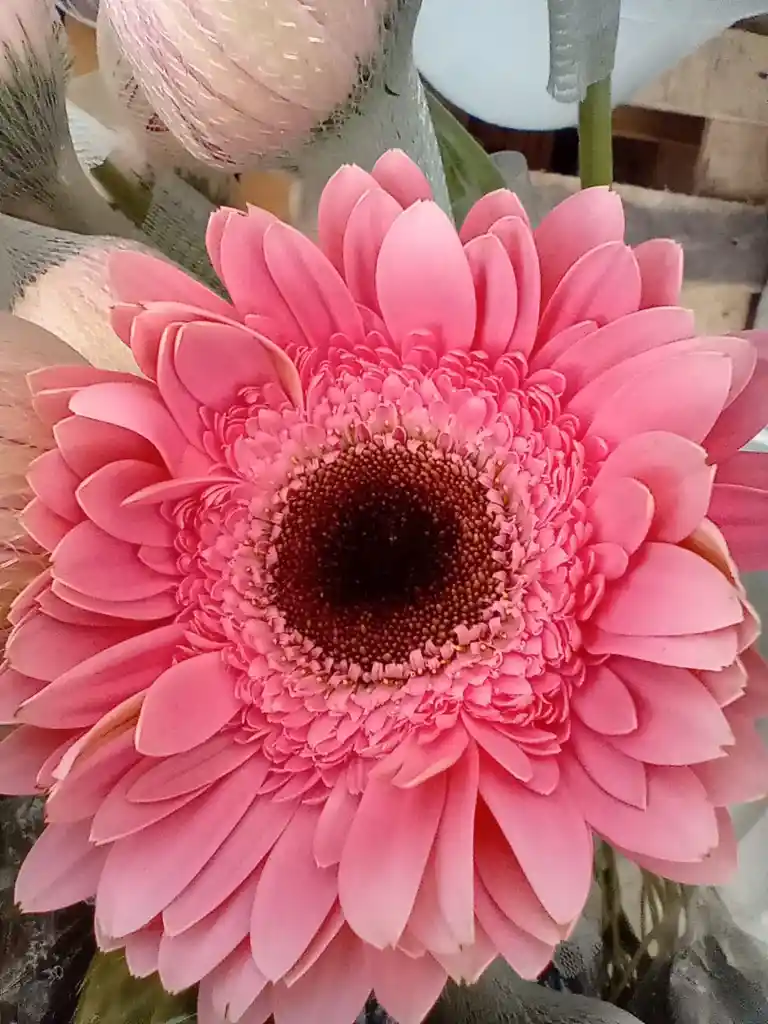 Gerbera Rosada