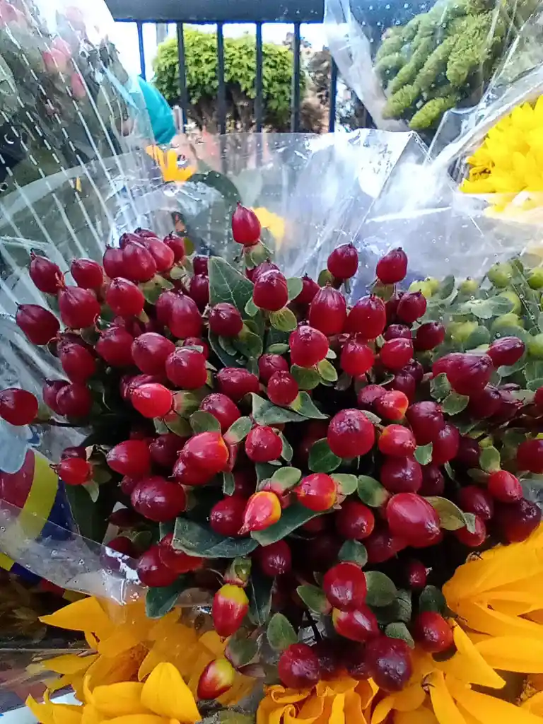 Flores Imperico Rojo Paquete