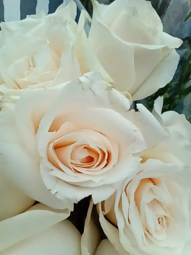 Rosas Blancas Paquete x 25 Rosas