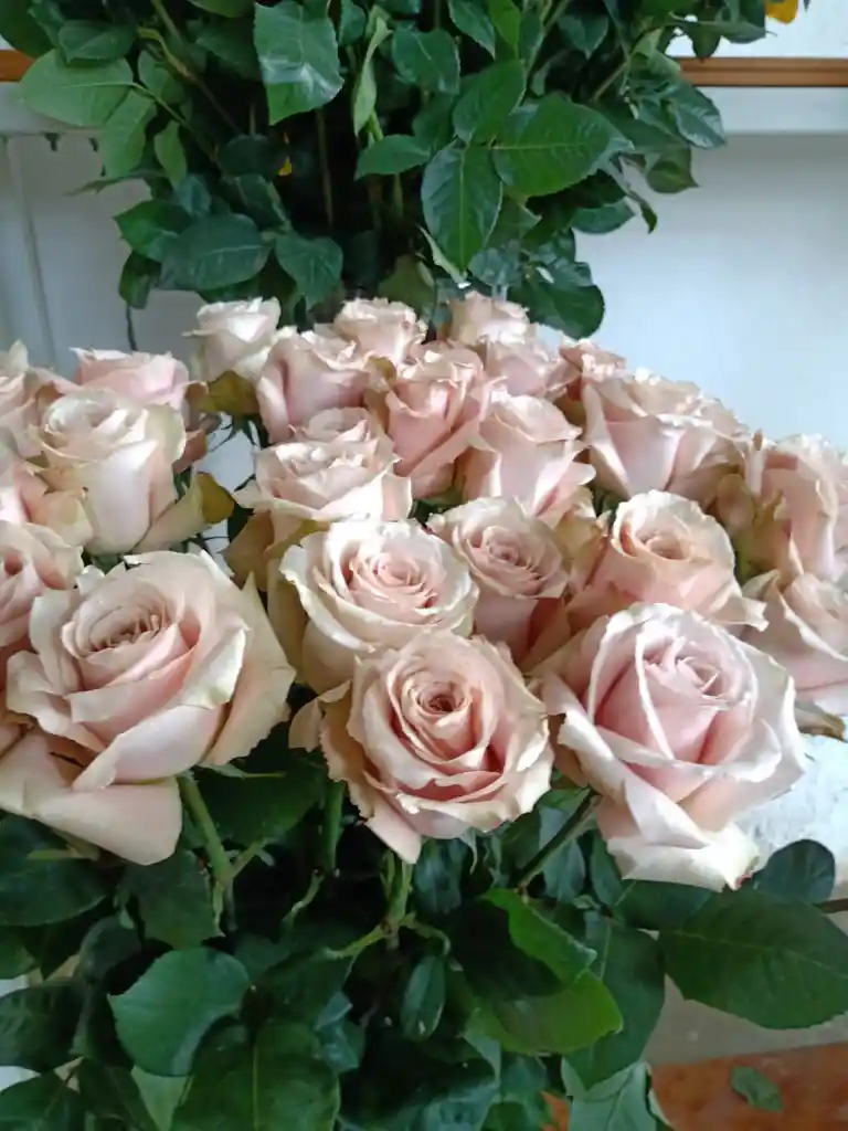 Rosas Vintage Paquete x 25 Rosas