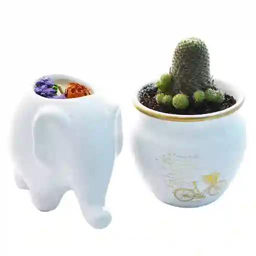 Cactus en Matera Cerámica y Vela Elefante Aromatizada