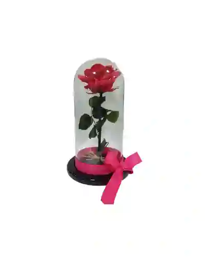 Rosas 🌹 Preservada 