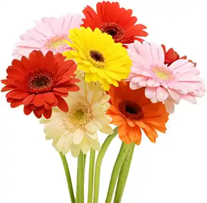 Gerberas 