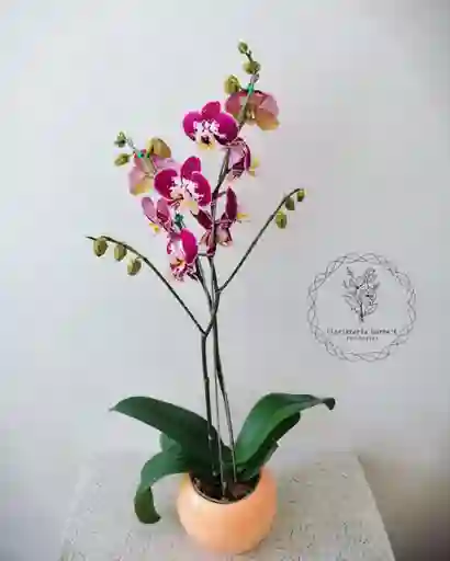 orquídea +base de regalo 