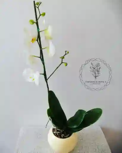 orquídea +base de regalo 