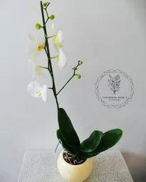 Orquidea