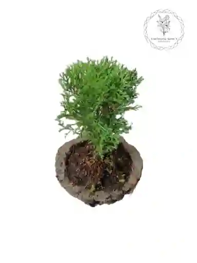 Bonsai de Pino 