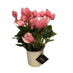 VIOLETA DE LOS ALPES PREMIUM (Cyclamen)