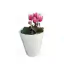 MINI VIOLETA DE LOS ALPES (Cyclamen)