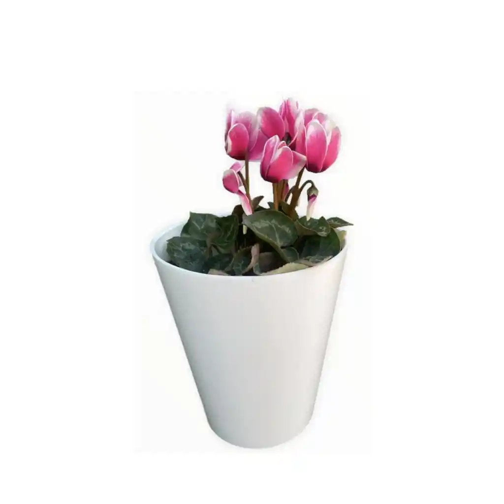 MINI VIOLETA DE LOS ALPES (Cyclamen)