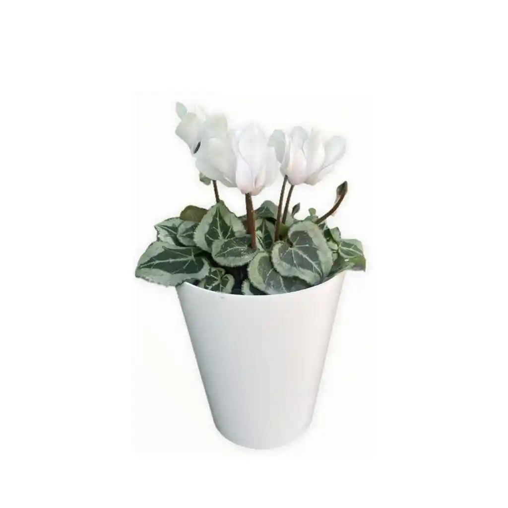 MINI VIOLETA DE LOS ALPES (Cyclamen)