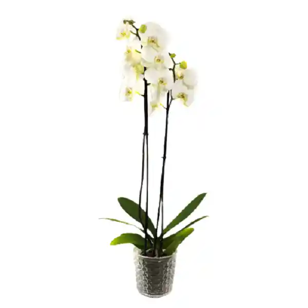 orquídea*Blanca de dos varas