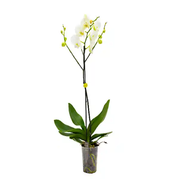 Orquídea*blanca de una vara