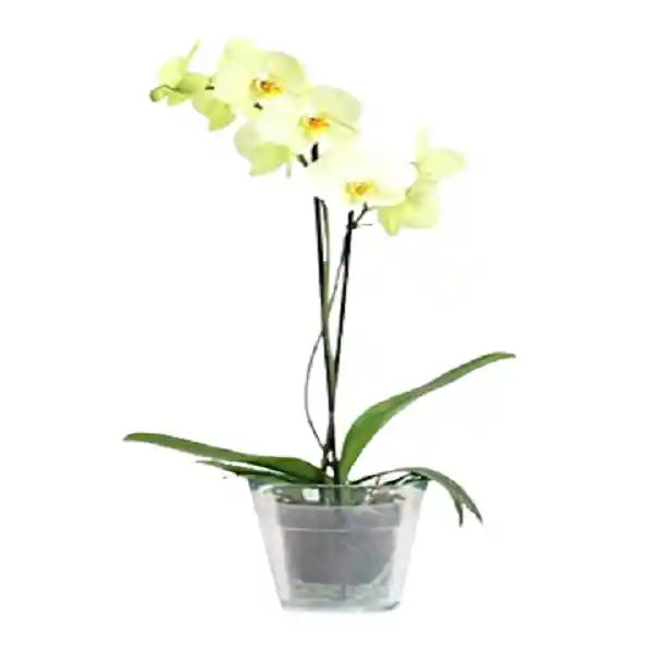 Orquídea*amarilla de una vara