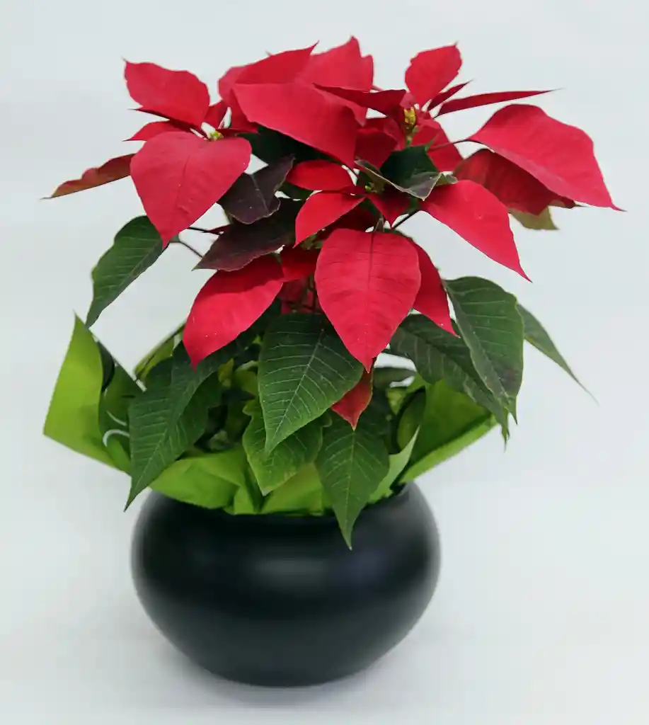 Poinsettia matera negra vidrio