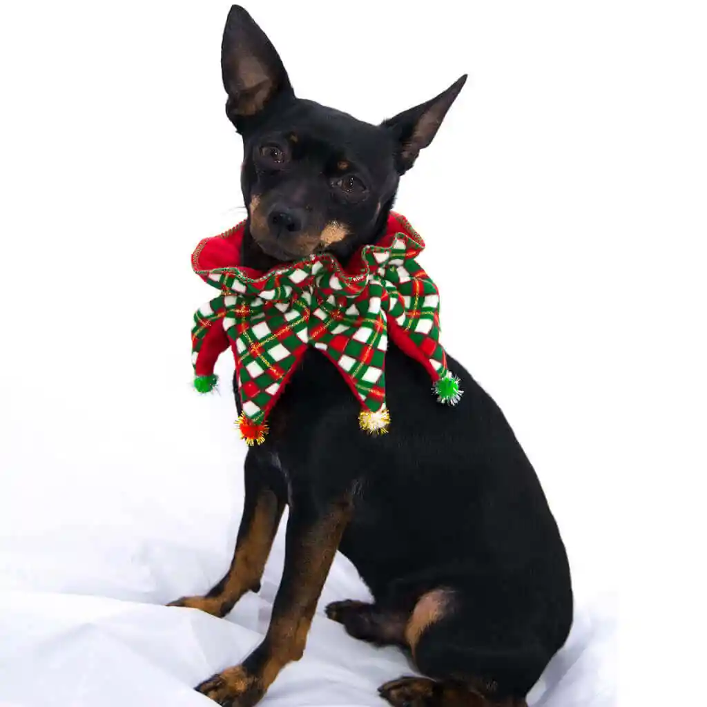 ARLEQUÍN NAVIDEÑO M3 Tamaño: N° 2