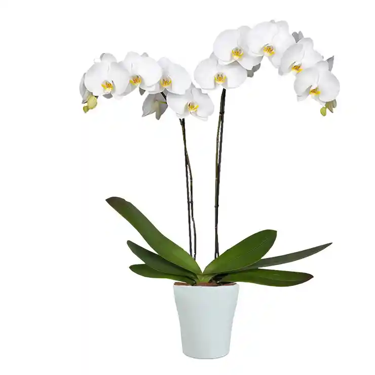 Orquidea Supreme Doble Tallo Base Plastica