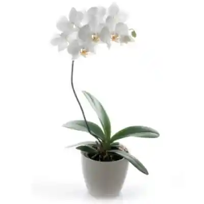 Orquidea Supreme Un Tallo Base Ceramica