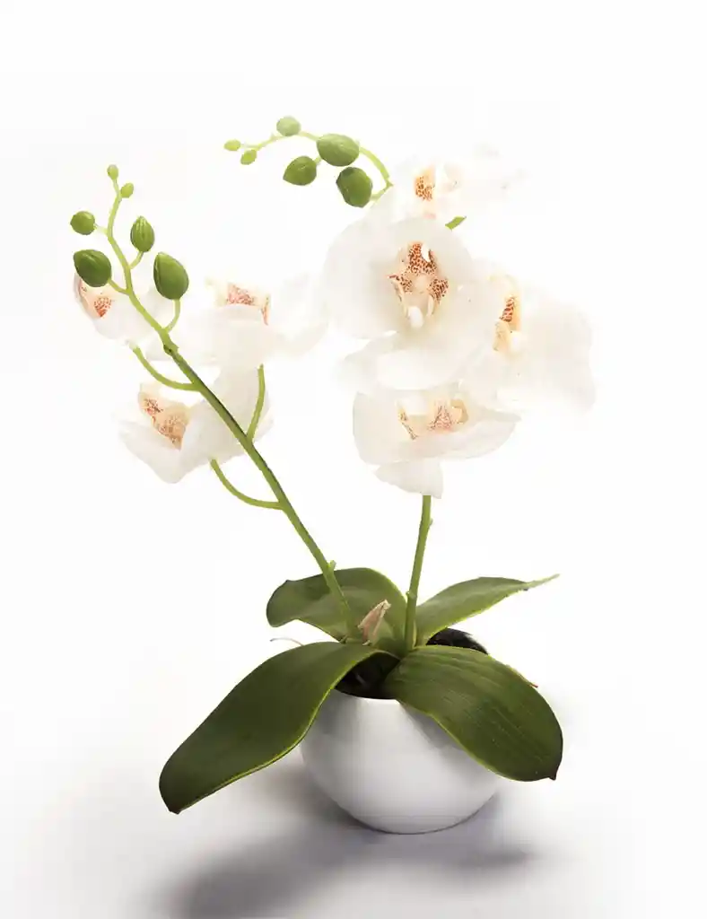 Orquidea Un Tallo Supreme Base Plastica