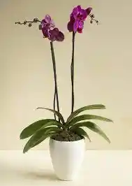 Orquidea Doble Tallo Supreme Base Ceramica