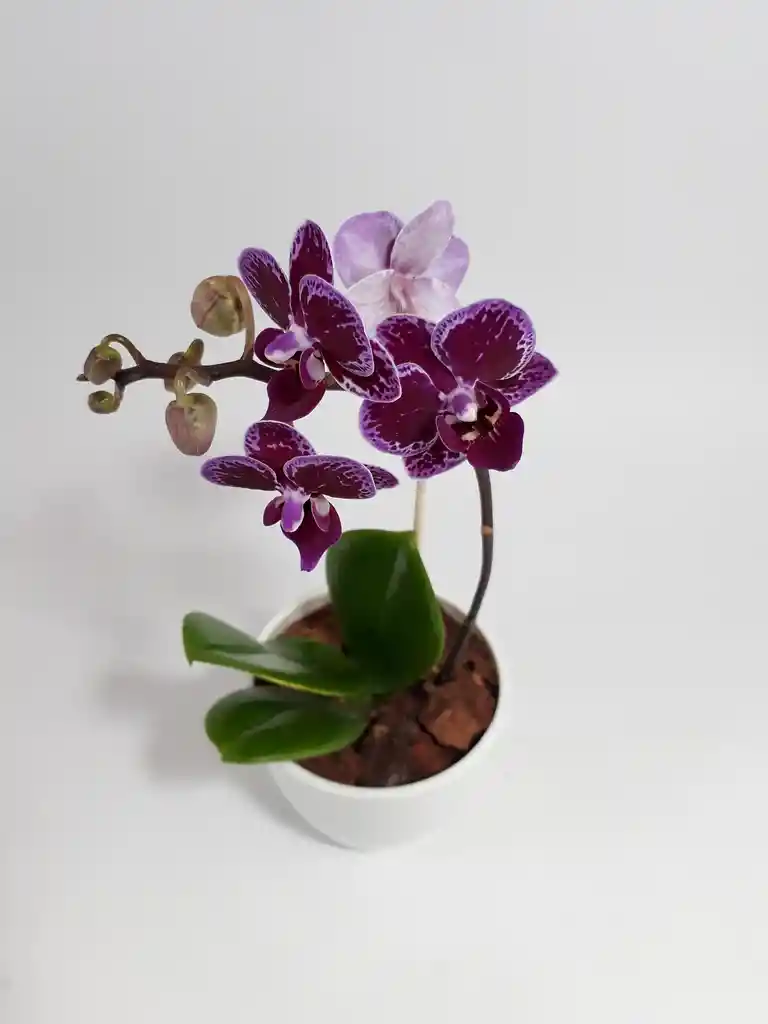 Orquidea Morada Mini